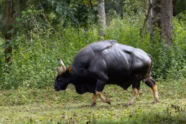 Bison Bison-Indian-Gaur