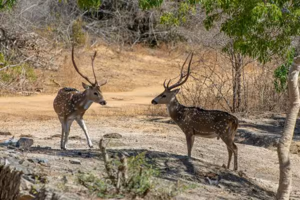 Spotted Deer Spotted Deer
