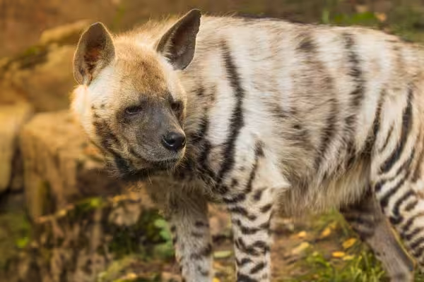 striped-hyena Striped Hyena